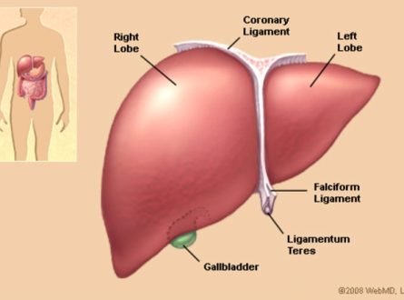 Everything You Need To Know About Human Liver