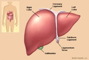 Everything You Need To Know About Human Liver